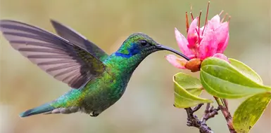 Colibr&iacute;es: las peque&ntilde;as joyas del aire
