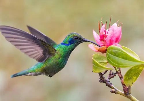 Colibríes: las pequeñas joyas del aire Colibríes: las pequeñas joyas del aire