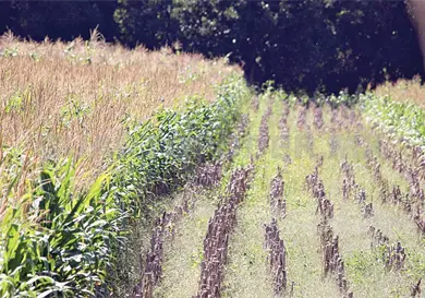 Can&iacute;cula pega fuerte a productores