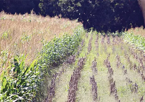 Can&iacute;cula pega fuerte a productores