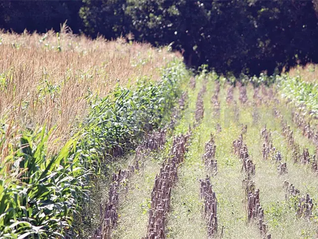 Canícula pega fuerte a productores Canícula pega fuerte a productores