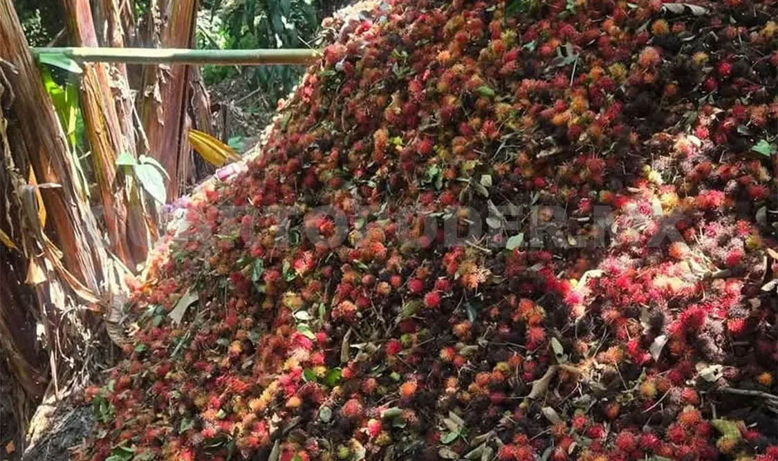 Este año la producción del rambután supera las más de 30 mil toneladas; 10 mil más que el año pasado. Ramón García / CP