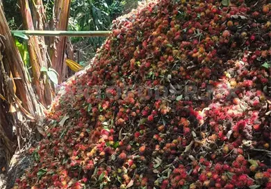 Bajos precios afectan la venta de rambután Bajos precios afectan la venta de rambután