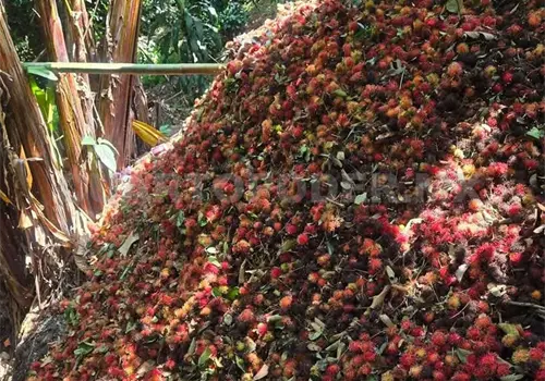 Bajos precios afectan la venta de rambután Bajos precios afectan la venta de rambután