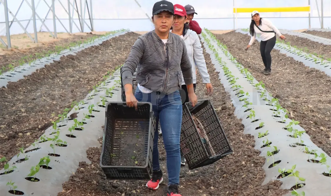 El campo de Chiapas debe ser reactivado. CP
