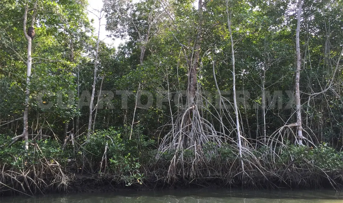 Las áreas de conservación de manglar son vastas. Cortesía