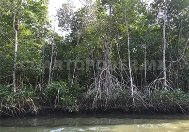 Manglares en Chiapas con alta perturbaci&oacute;n