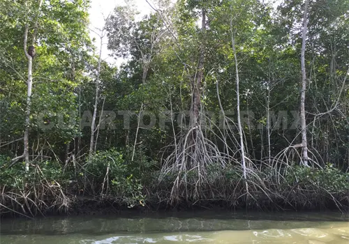 Manglares en Chiapas con alta perturbaci&oacute;n