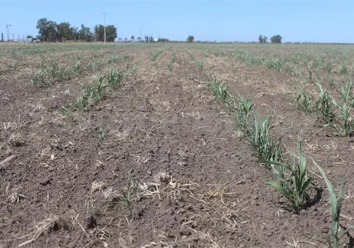 El Ni&ntilde;o generar&aacute; escasez de lluvias