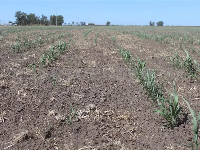 El Ni&ntilde;o generar&aacute; escasez de lluvias