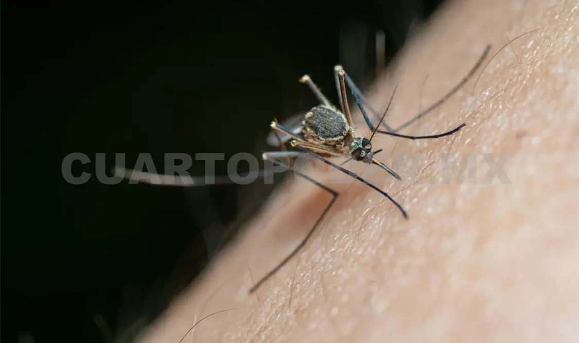 La también llamada malaria, aún se mantiene como una enfermedad mortal. Diego Pérez / CP