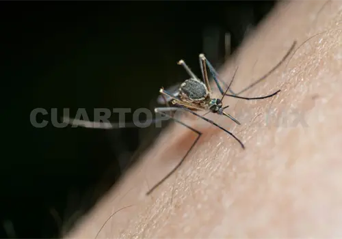 Se mantienen casos aut&oacute;ctonos de paludismo