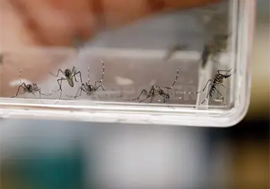 Decenas de casos de dengue; sin muertes