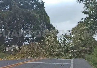 Fuertes vientos derriban &aacute;rboles en carreteras