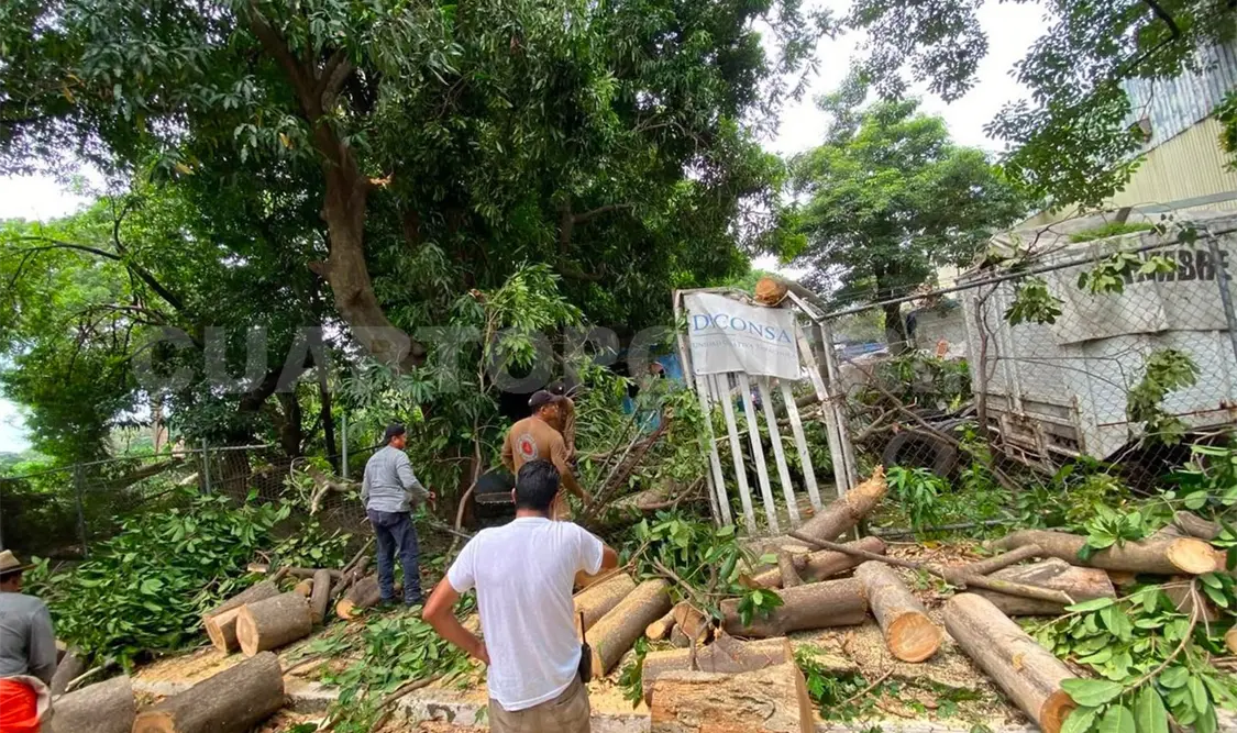 Protección Civil trabaja en la atención de las instalaciones afectadas por la caída de árboles y en dejar limpia la zona. Rafael Victorio / CP