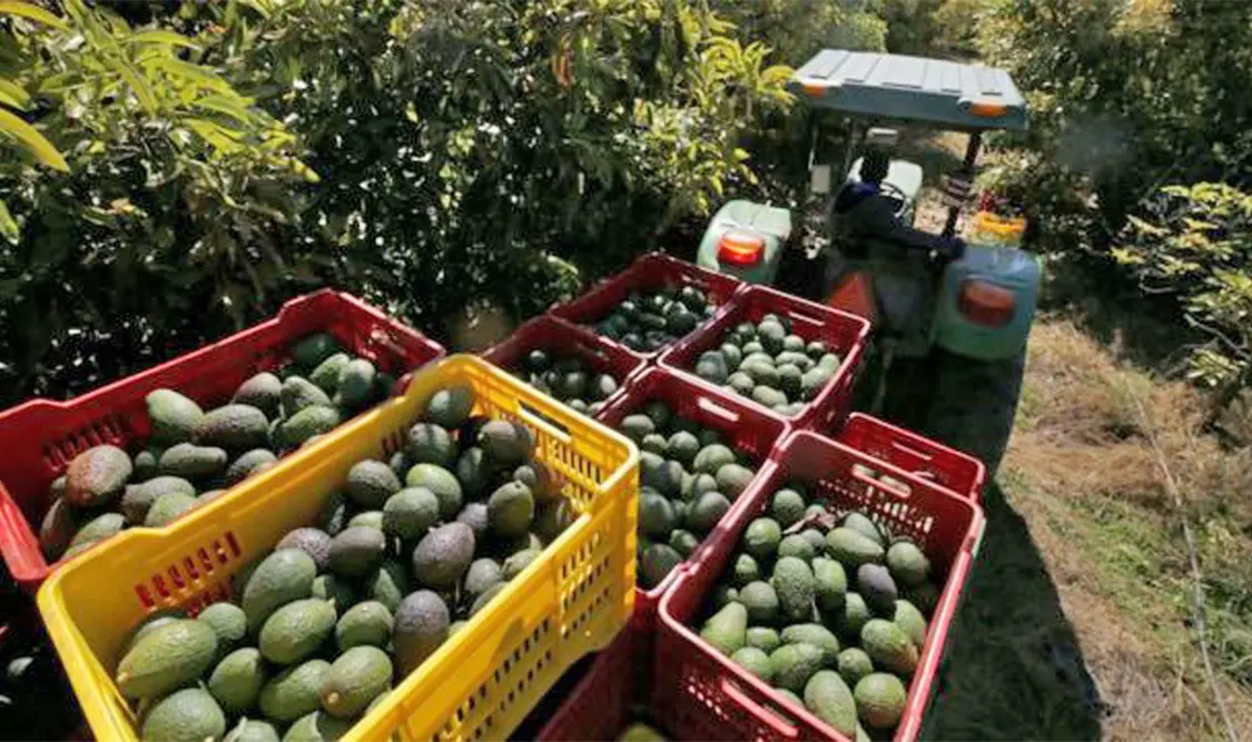 Este producto agrícola es el segundo más exportado de México al mundo. Cortesía