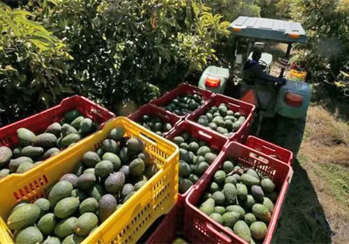 Reanudan parcialmente inspección de aguacate Reanudan parcialmente inspección de aguacate