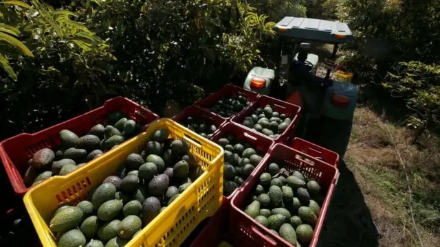Este producto agrícola es el segundo más exportado de México al mundo. Cortesía