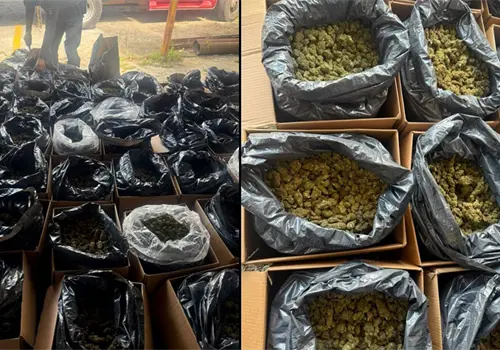 Decomisan cargamento de 300 kilos de marihuana