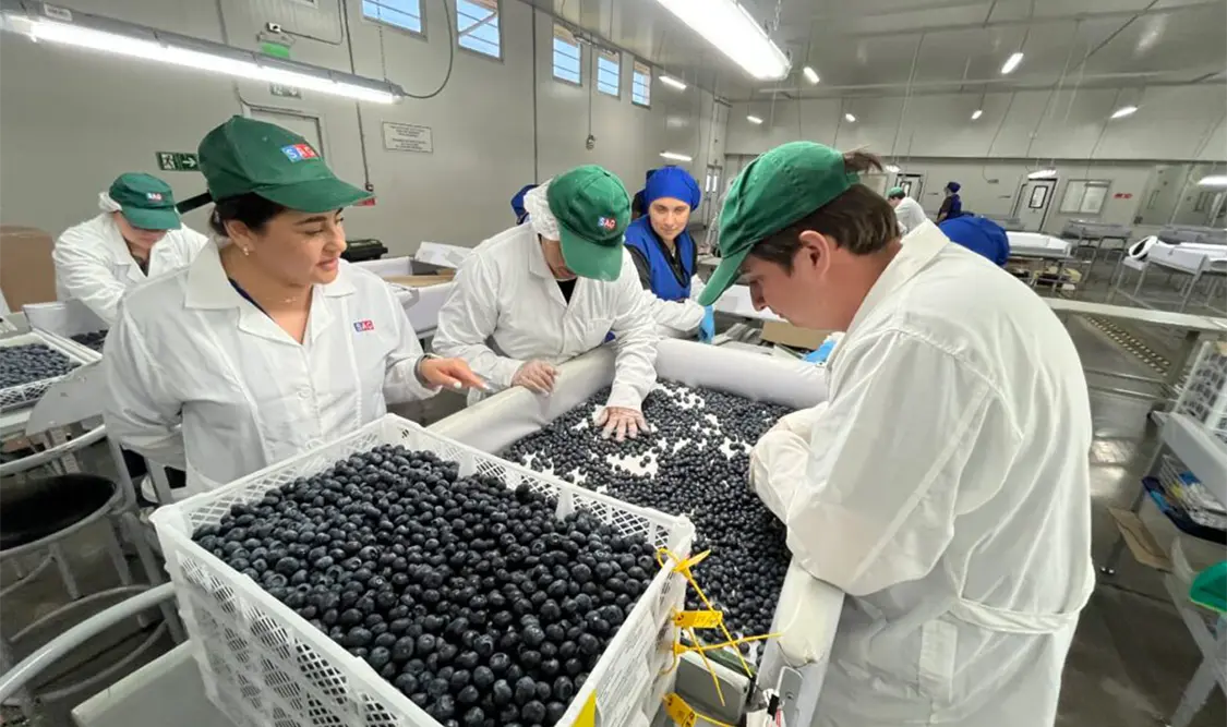 Productores mexicanos participan en esquemas de cumplimiento, inspección, trazabilidad y certificación. Cortesía