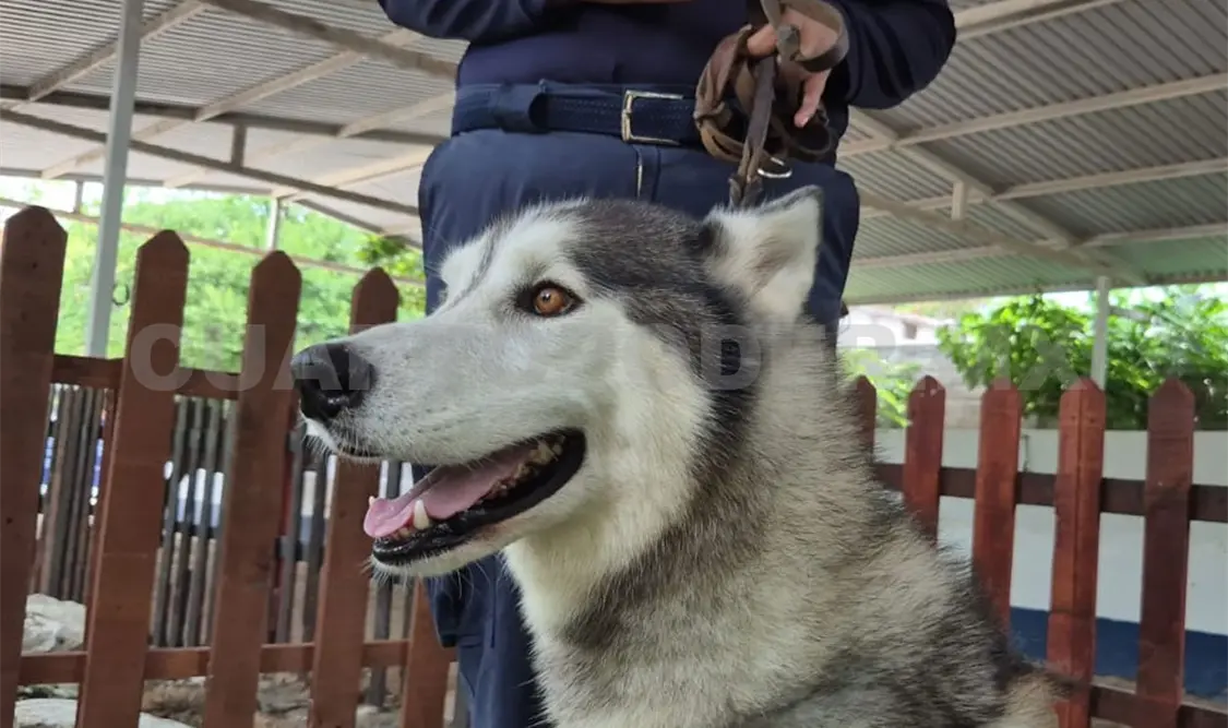 Apolo, uno de los perros que forma parte de las sesiones. CP