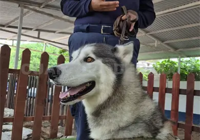 Caninoterapia chiapaneca transforma vidas