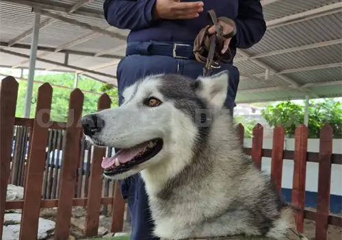Caninoterapia chiapaneca transforma vidas