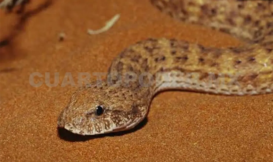 Chiapas cuenta con una amplia diversidad de arácnidos y reptiles venenosos. Cortesía