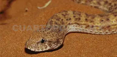 Chiapas alberga seis grupos de fauna venenosa