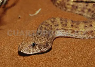 Chiapas alberga seis grupos de fauna venenosa