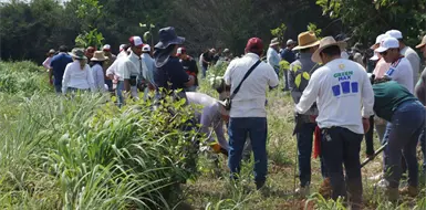 Siembra Chiapas uno de cada seis &aacute;rboles