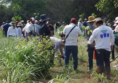 Siembra Chiapas uno de cada seis &aacute;rboles