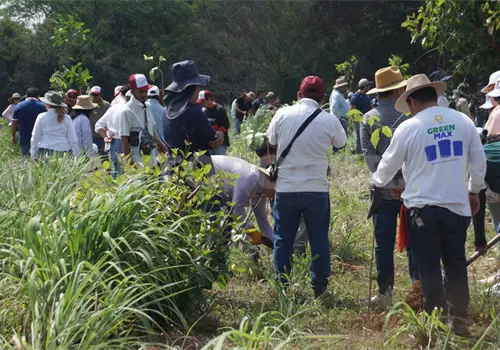 Siembra Chiapas uno de cada seis &aacute;rboles