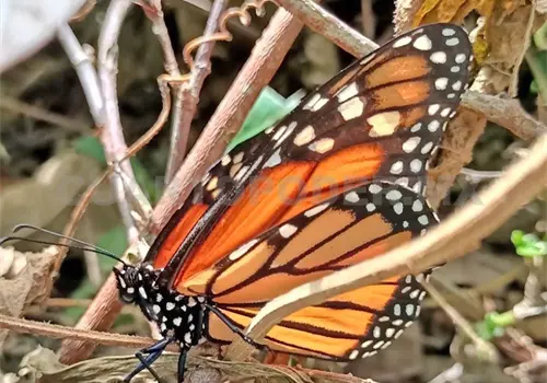 Impulsa cambio climático migración de mariposas Impulsa cambio climático migración de mariposas