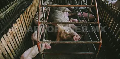 Dif&iacute;cil volver a obtener recurso para rastro