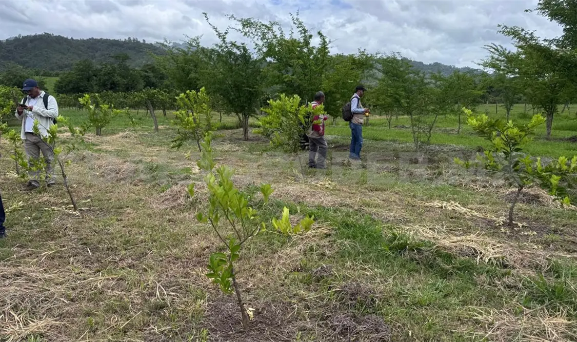 El Inifap desarrolla diferentes investigaciones sobre el cultivo de limón persa. Cortesía