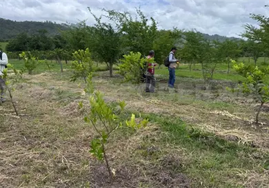 Capacitan a productores de lim&oacute;n de Ocosingo