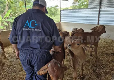 Mejoran genética del ganado de Chiapas Mejoran genética del ganado de Chiapas