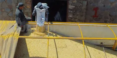 Aporta Chiapas 221 mil toneladas de ma&iacute;z