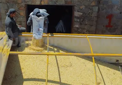 Aporta Chiapas 221 mil toneladas de maíz Aporta Chiapas 221 mil toneladas de maíz