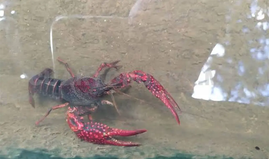 Detallaron que de forma indirecta saben que esta especie se consume de manera local. Cortesía