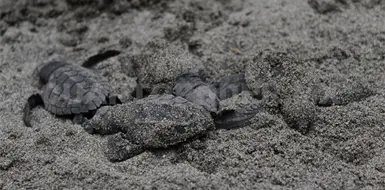 Saquean mil nidos de tortuga al a&ntilde;o: Conanp