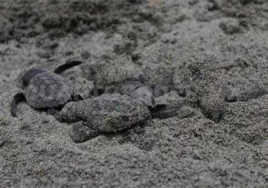 Saquean mil nidos de tortuga al año: Conanp Saquean mil nidos de tortuga al año: Conanp