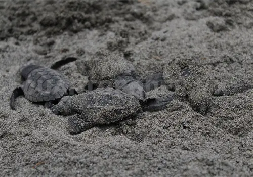 Saquean mil nidos de tortuga al año: Conanp Saquean mil nidos de tortuga al año: Conanp