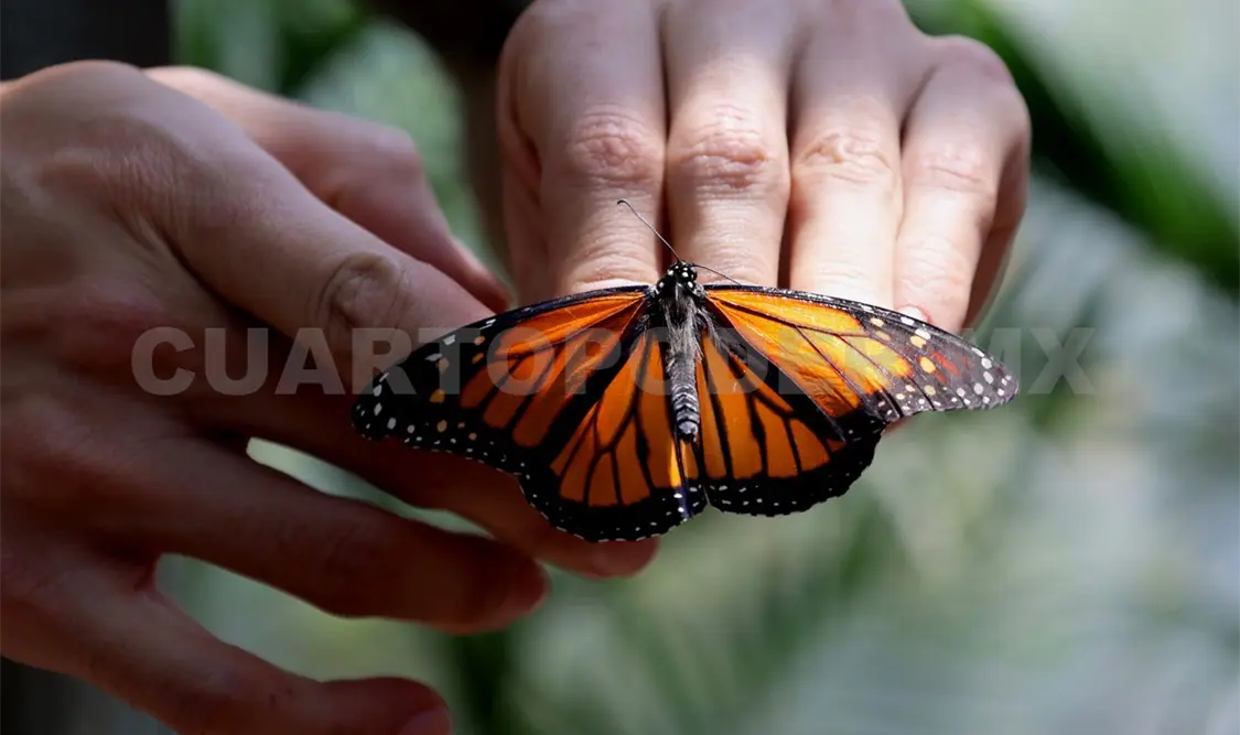 Las mariposas polinizan plantas y actúan como bioindicadores naturales en los ecosistemas. Diego Pérez / CP