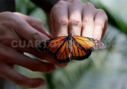 Mariposas en riesgo por cambio climático Mariposas en riesgo por cambio climático