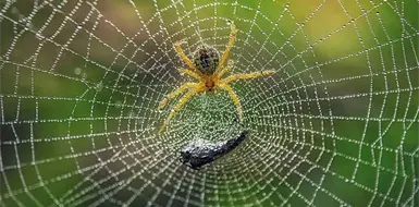 Las maestras de la telara&ntilde;a