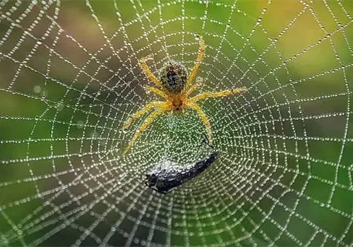 Las maestras de la telara&ntilde;a