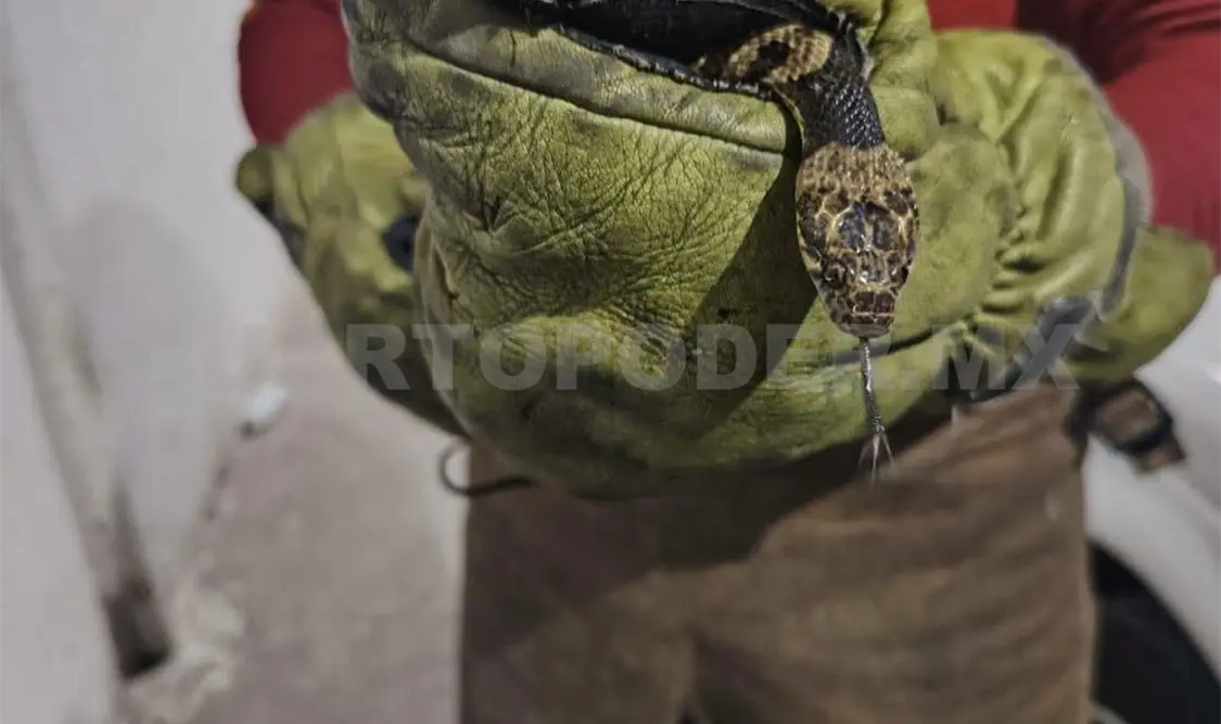 Los bomberos piden a la población no lastimar a víboras o reptiles que puedan introducirse a las viviendas. CP
