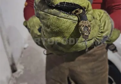 Boas, la principal fauna asegurada en los hogares